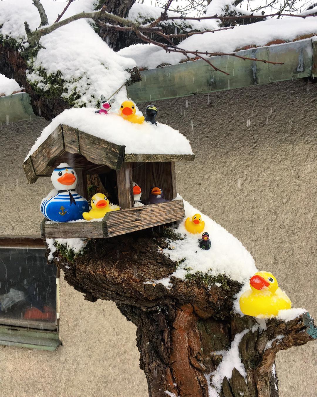 #NaSvemMiste nebo ne? #kacenky na #vylete #sbirka#rubberduck#krmitko#birdhouse#trip#snow#snowing#padasnih#letitsnow#winter#collect#fun#art#matosmysl#tridteodpad#recycle#soutezim#funny#zima#bylamizima#samosebou#samoseboutridim#rekanken#happy#thingdifferent #Yes I collect #ducks