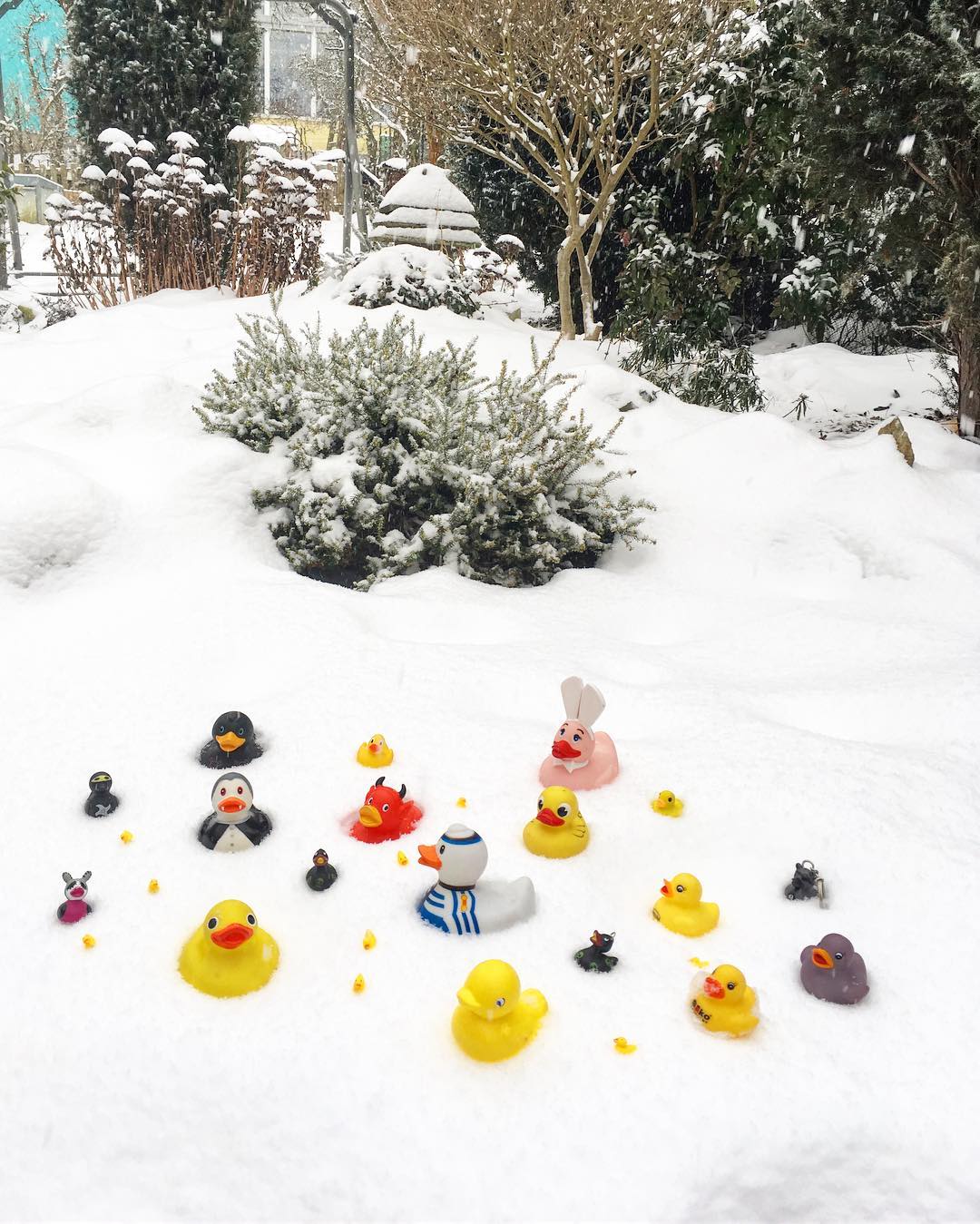 #NaSvemMiste nebo ne? #kacenky na #jezirku v zimě? Pro doplnění předchozí fotky ??#complete #sbirka#pond#rubberduck#trip#snow#snowing#padasnih#letitsnow#winter#collect#fun#art#matosmysl#tridteodpad#recycle#soutezim#funny#zima#bylamizima#samosebou#samoseboutridim#rekanken#happy#thingdifferent #Yes I collect #ducks