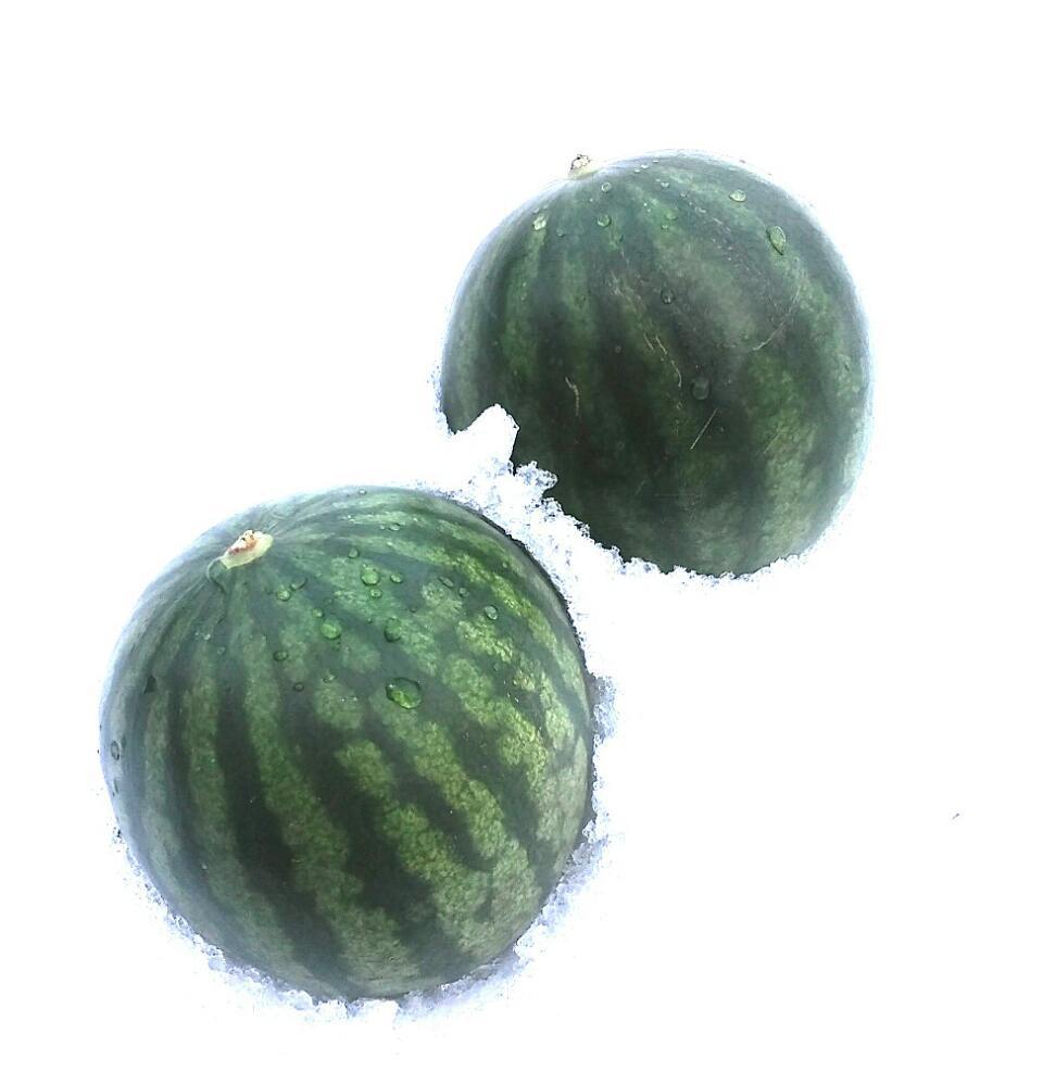 Winter although cold weather too tempting. But I'm in the sun I can finally become a.. The happiest!!! The sky is like a dream When you are with me here! THE ICE IN SUMMER!!! (or Summer in the ice?) -Olaf??? #cuties #in #snow #watermelon #olaf #quotes #summerinice #iceinsummer #photo #winter #yummy #shootinginsnow #today #vsco #cuteandyoummy #melons #small #quote #frozen #song #instaphoto #instagram #instafood #nasvemmiste #vesněhu #meloun