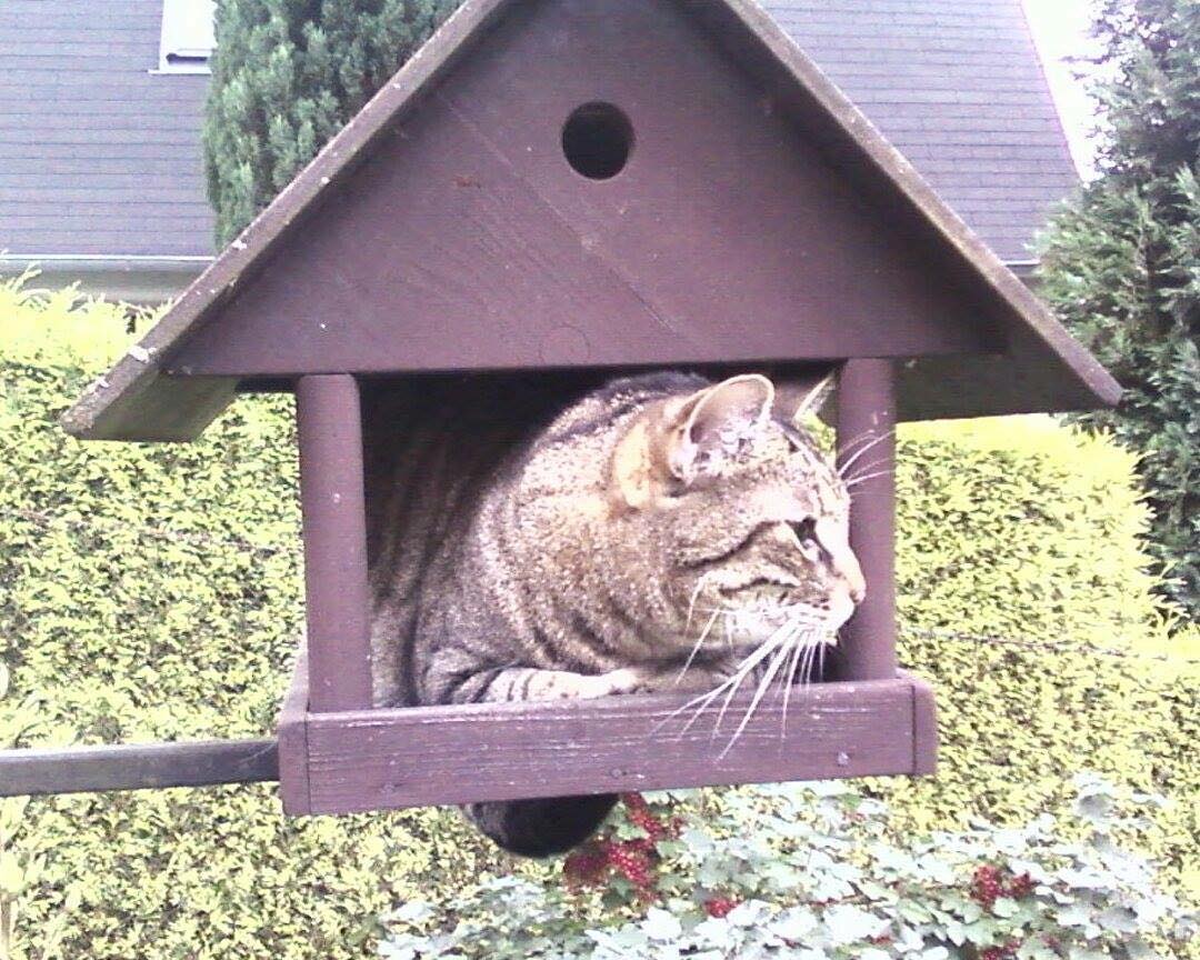 #nasvemmiste @samosebou_tridim #barsi #cat