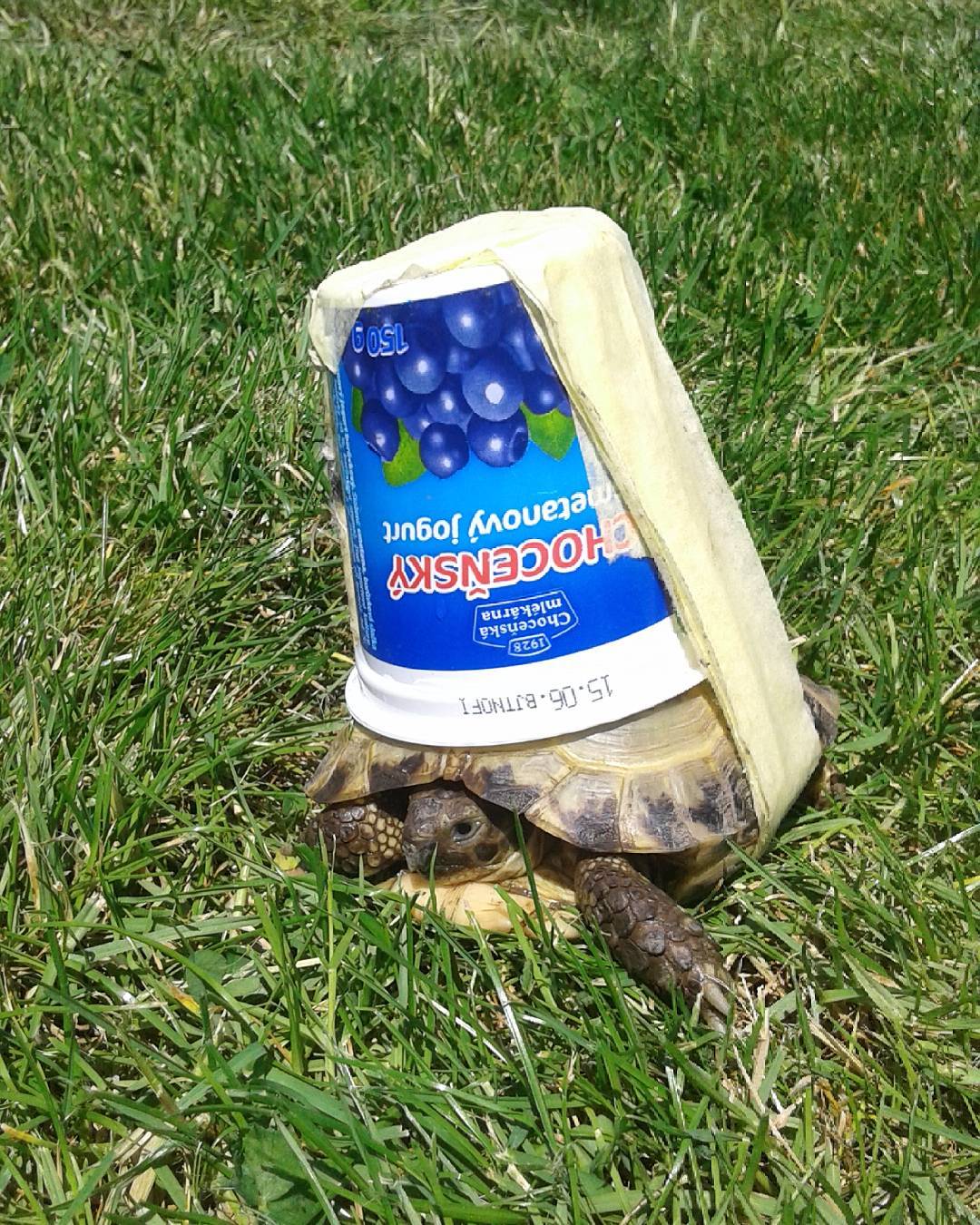 Už se těším na jaro. Až zas vypustíme naši závodnici do terénu (: #chodici#kelimek#nasvemmiste#abyneutekla#rychlonozka#blueberries#nas#bagr#turtle#pet#animal#spring#fun#happy#yoghurt#food#holiday#green#grass#foodie#health#walk#nature#sun#home#missing#these#days#vsco