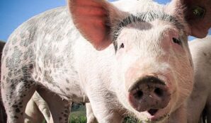 prase_zvire_samosebou_trideni_odpadu