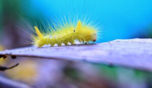 housenka_plasty_samosebou_trideni