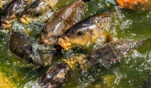 kapr_tradice_vanoce_trideni_rizek