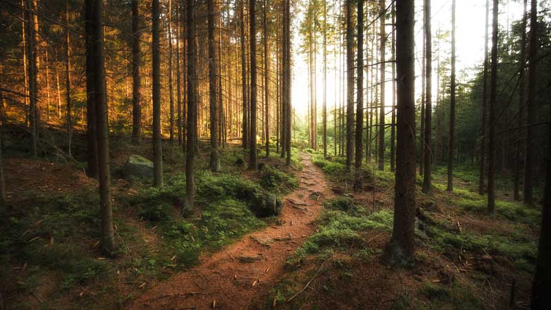 cista_priroda_havel_samosebou_trideni_ekologie