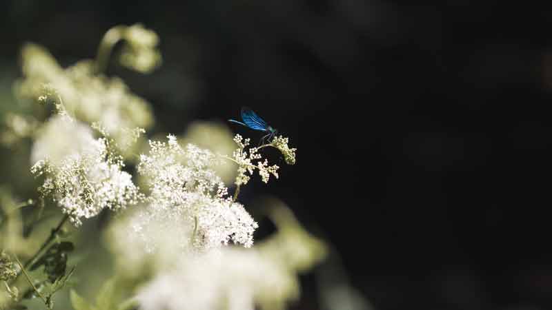 cista_priroda_havel_trideni_kvetina_motyl