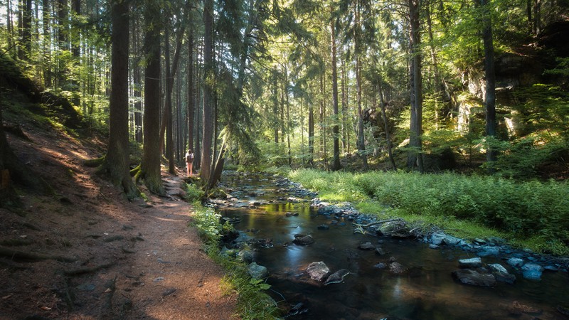 cistou_prirodou_samosebou_reprojekty_rozhovor_tomas_havel_cesko_les_chotebor