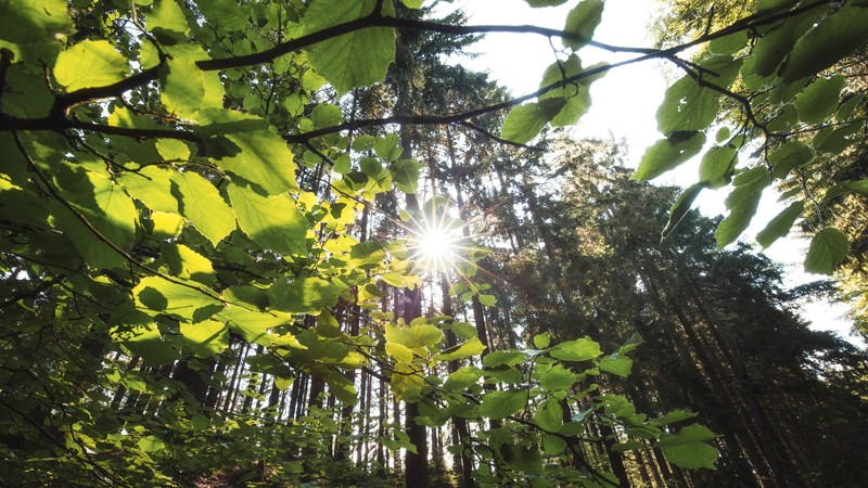 cistou_prirodou_samosebou_reprojekty_rozhovor_tomas_havel_cesko_les_chotebor