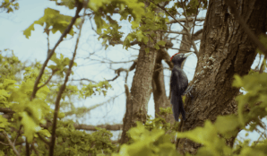 samosebou_cistou_prirodou_datel_trideni_setri_stromy