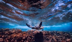 more_ocean_znecisteni_zelva