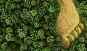 stopa_les_chodidlo_priroda