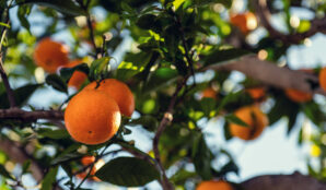 pomeranc_pomerancovnik_strom_listy_vetve