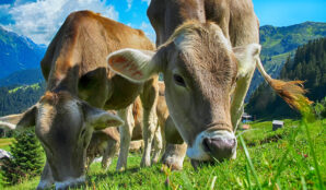 kravy_prezvykavci_trava_horska_louka_ekonovinky