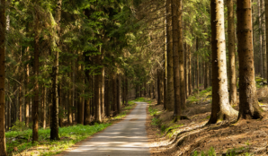 cistou_prirodou_turisticke_trasy_vylety_trideni_v_prirode_les_cesta