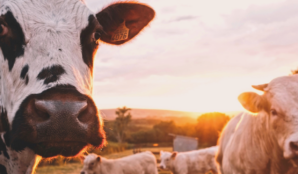 krava_stado_uhlikova_stopa_novy_zeland