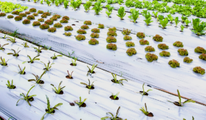 plastove_folie_zemedelstvi_jahody_salat