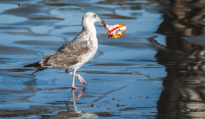 racek_odpadky_voda_littering