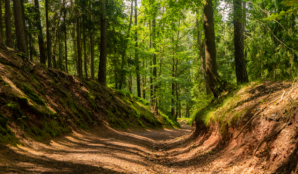 priroda_les_cesko_turisticke_znacky_trasa